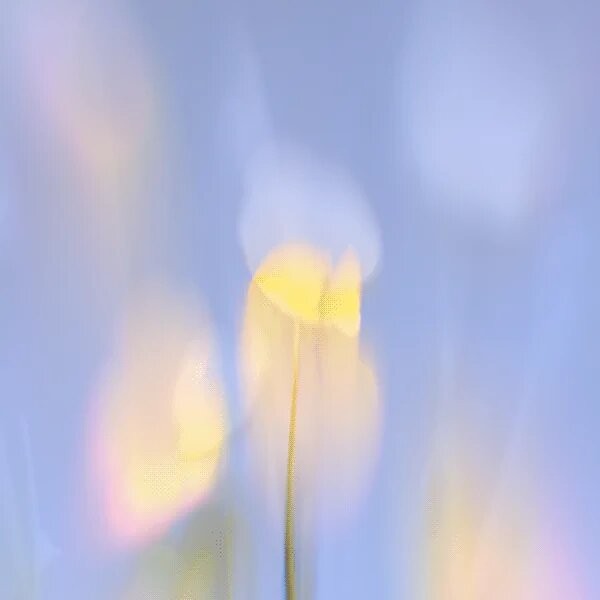 Blurred yellow tulip inspiration photo