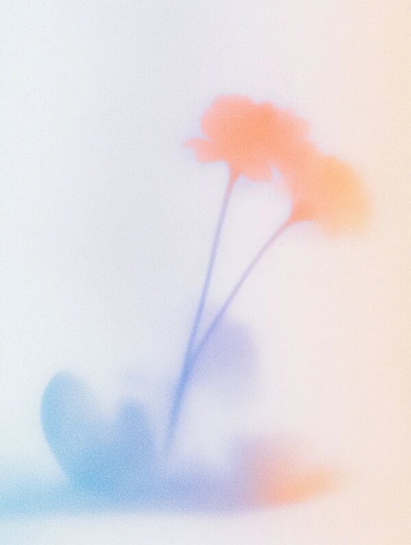 Soft orange flowers inspiration photo